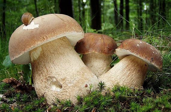 Ознаки білого гриба: ключові риси королівської рослини лісу